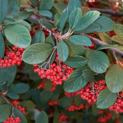 Cotoneáster lacteus - Cotonéaster leitoso