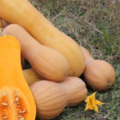 Abóbora Butternut Waltham
