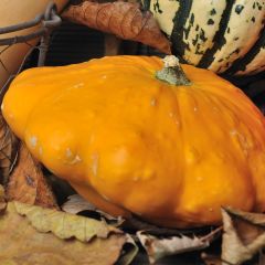 Abóbora-Pâtisson laranja - Ferme de Sainte Marthe Bio