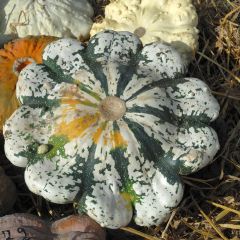 Abóbora-Pâtisson Verde Variegada de Branco