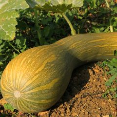 Abóbora de Nice com frutos compridos Vilmorin