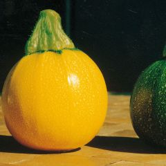 Courgette One Ball F1 redonda amarela
