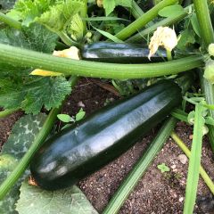 Courgette Verde de Milão - Black Beauty