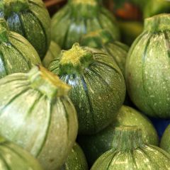 Courgette de Nice com fruto redonda Vilmorin