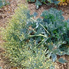 Crambe maritima