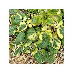 Agrião-de-inverno - Variegata Ferme de Sainte Marthe