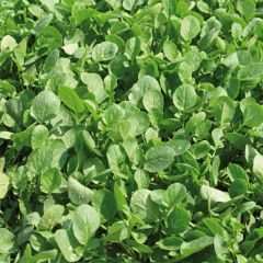 Agrião-da-terra Bio