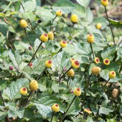 Jambu amarelo - Bredy Mafana