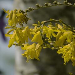 Montbrécia Solfatare