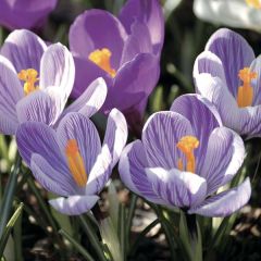 Açafrão-da-primavera Pickwick - Crocus vernus