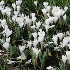 Açafrão-da-primavera Jeanne d'Arc - Crocus vernus
