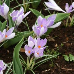 Açafrão-da-primavera Vanguard - Crocus vernus