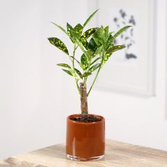 Cróton Aucubaefolia - Codiaeum variegatum var. pictum