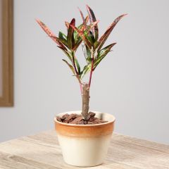 Cróton variegatum Excurrens - Codiaeum