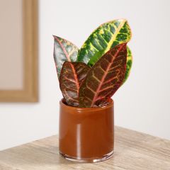 Cróton Petra - Codiaeum variegatum var. pictum