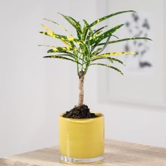 Cróton Pictum - Codiaeum variegatum var. pictum