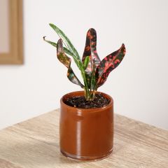 Cróton Red Batik - Codiaeum variegatum