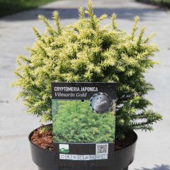 Criptoméria Vilmorin Gold