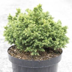 Criptoméria Vilmoriniana