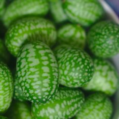 Cucamelon / pepinomelão