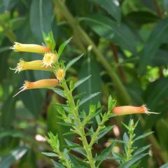 Cuphea micropetala