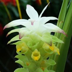 Curcuma longa