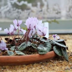 Cyclamen cilicium rosa