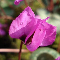 Cyclamen coum rosa