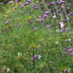 Papiro Akhenaton - Cyperus papyrus