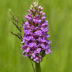 Dactylorhiza maculata