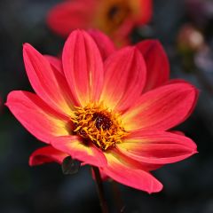 Dália anã Happy Single Flame
