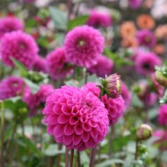 Dália bola Dahlia Purple Fox
