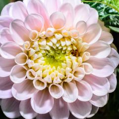 Dália bola Pink Pearl