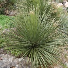 Dasylirion glaucophyllum
