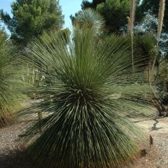 Dasylirion longissimum