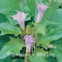 Trombeteira La Fleur Lilac em sementes