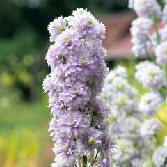 Delphinium Crystal Delight