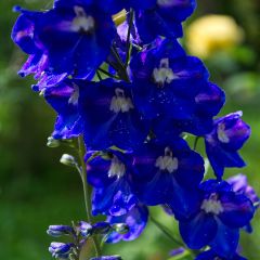 Delphinium Pacific Black Knight