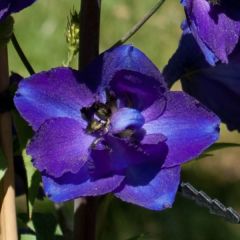 Delphinium belladonna Bellamosum