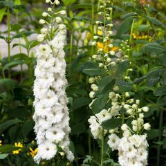 Delphinium elatum Double Innocence