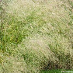 Deschampsia caespitosa Bronzeschleier