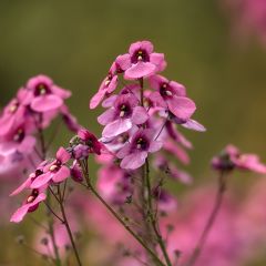 Diáscia Breezee Plus Pink