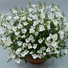 Diáscia Breezee Plus White