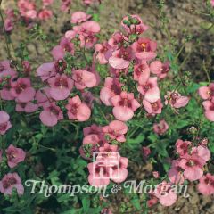 Diascia barberae Rose Queen em sementes