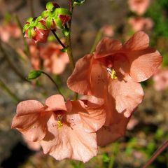 Diáscia Blackthorn Apricot