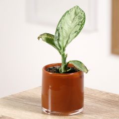 Dieffenbachia seguine Tropic Snow - Comigo-ninguém-pode