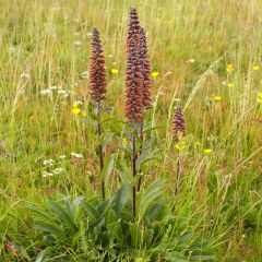 Digitalis parviflora