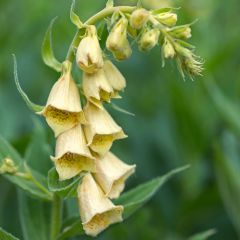 Digitalis grandiflora