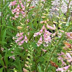 Digitalis Glory of Roundway