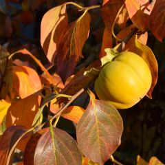 Diospyros kaki